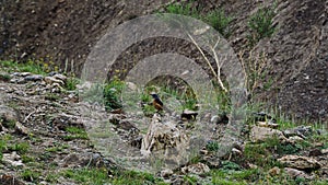 Thrush Monticola saxatilis on stone surrounded by steppe grasses