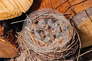 Thrush nest. Bird& x27;s nest in the woodshed. Newborn chicks blackbird. Chicks sleep in a nest made of straw