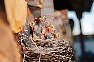 Thrush nest. Bird's nest in the woodshed. Newborn chicks blackbird. Hungry chicks look up and open their beaks and cry