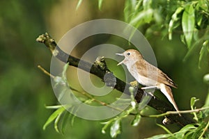 Thrush nightingale