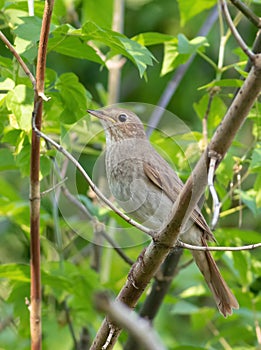 Thrush nightingale, Luscinia luscinia. A bird sings on an old log covered with moss