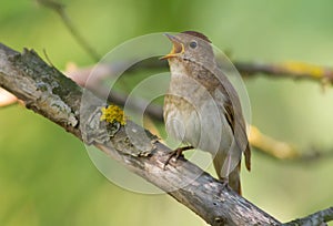 Thrush Nightingale, Luscinia luscinia. A bird sits on a tree branch and sings