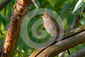 Thrush Nightingale, Luscinia luscinia. A bird sits on a tree branch and sings