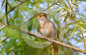 Thrush Nightingale, Luscinia luscinia. A bird sits on a tree branch and sings