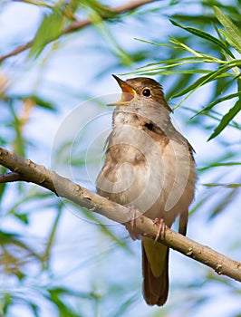 Thrush Nightingale, Luscinia luscinia. A bird sits on a tree branch and sings