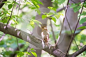 Thrush Nightingale, Luscinia luscinia. A bird sits on a tree branch and sings