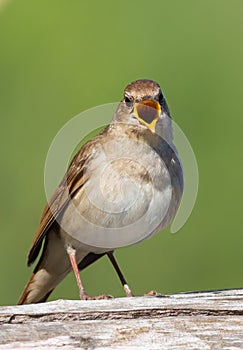 Thrush nightingale, Luscinia luscinia. A bird sings, looking directly into the lens