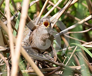 Thrush Nightingale, Luscinia luscinia. A bird sits in the reeds on the riverbank and sings