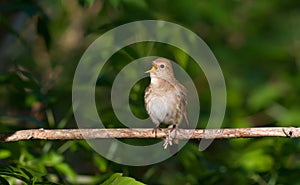 Thrush Nightingale, Luscinia luscinia. At dawn, a bird sits on a branch and sings