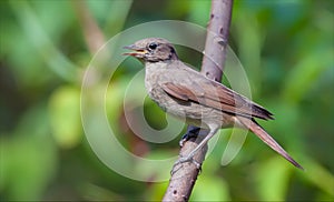 Thrush nightingale perched on small branch with open beak