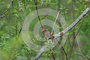 Thrush Nightingale