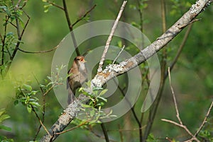 Thrush nightingale singing