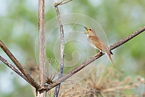 Thrush Nightingale sings