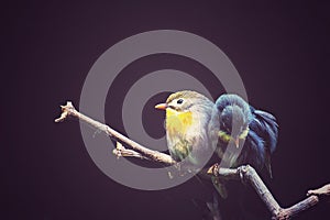 The thrush nightingale sprosser