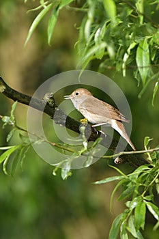 Thrush nightingale