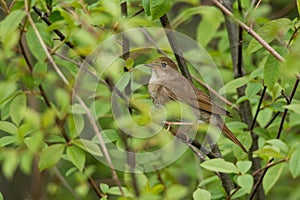 Thrush Nightingale