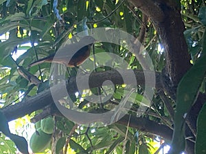 Thrush perched on a mango tree, morning scene.