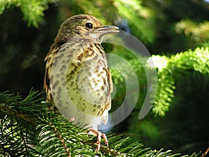 Thrush on pine