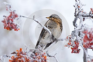 Thrush on a rowan tree