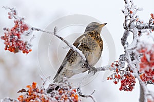 Thrush siting on a rowan tree