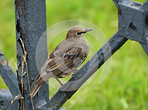 Thrush sits on a black metal fence