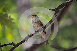 Thrush sits on a branch in the forest