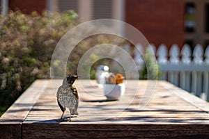 Thrush sits on edge of a table photo