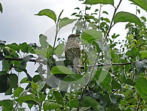 Thrush sits on a tree among leaves