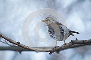 Thrush sitting on a branch