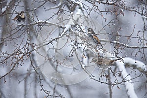 Thrush in a snowy winter forest