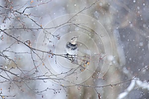 Thrush in a snowy winter forest