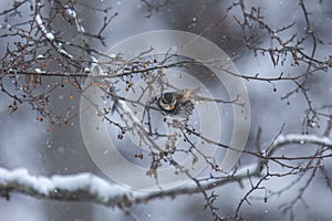 Thrush in a snowy winter forest