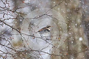 Thrush in a snowy winter forest