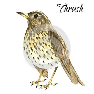 The thrush stand on white background