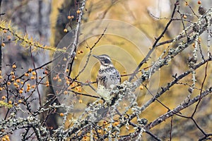 Thrush on the toringo tree.