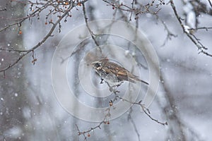 Thrush with toringo tree and snow.