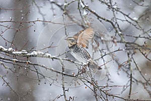 Thrush with toringo tree and snow.