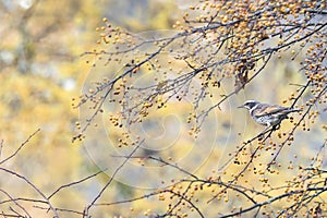 Thrush on the toringo tree.