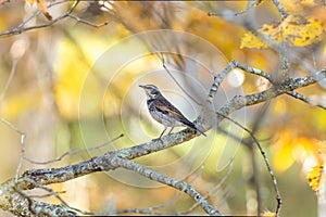 Thrush on the toringo tree.