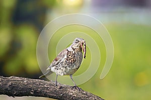 Thrush in a tree, holding in its beak a long worm