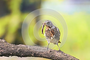 Thrush in a tree, holding in its beak a long worm