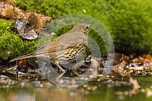 Thrush, Turdidae. A songbird