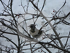 The Thrush, Turdus on a branch of berry mountain ash. Rowan aucuparia tree background