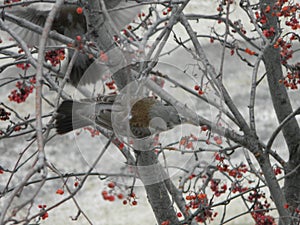 The Thrush, Turdus on a branch of berry mountain ash. Rowan aucuparia tree background