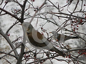 The Thrush, Turdus on a branch of berry mountain ash. Rowan aucuparia tree background