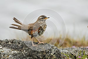 Thrush Turdus iliacus in Hverfjall area, Iceland