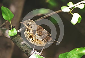 Thrush (Turdus pilaris) bird