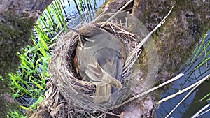 Thrush White-browed Turdus iliacus in nest