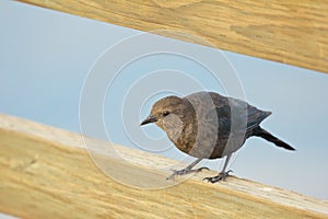 Thrush on wood