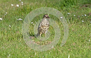 Thrush with worm.